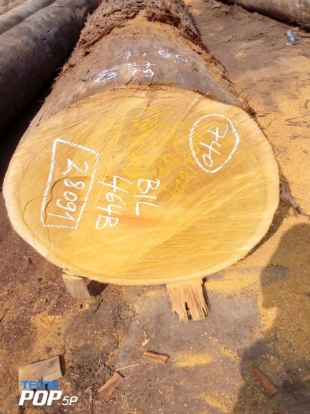 Gỗ mít Nam Phi Bilinga - Công Ty TNHH Thương Mại Và Sản Xuất Hoàng Tú